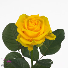 Розы Пенни Лейн оптом в Санкт-Петербурге - цветы оптом СПб